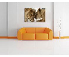 Bezauberndes kuschelndes Löwenpaar in Afrika in Farbe, Kunstdruckf Wandbild mit Rahmen, kein Poster oder Plakat (100x70cm) Afrika wilde Tiere