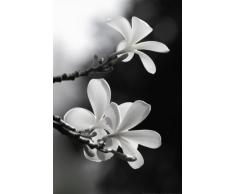 Poster - Blume 09 (60.0 cm x 40.0 cm) - Blumen Natur Schwarz Weiß Baum Frangipani Blüten Wanddeko Druck Print Kunstdruck Fotografie Foto Artwork Art