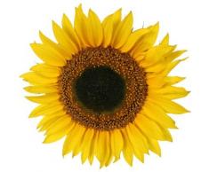 4 Stück Wasserfeste Autoaufkleber/Fensterbild - Sonnenblumen Aufkleber Folien Sticker bunte gedruckte Blume fürs Auto, PKW, Wohnmobil, Decal Flower 9x9 cm