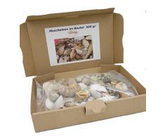 Muschelmix ca. 500g | Deko Muscheln und Schnecken | die maritime Dekoration für Vasen, Schalen oder als Streudeko | tropiesche echte Meeres-Muscheln aus der ganzen Welt | für Bad ode Heim | für alle Meeres und Insel-Fans - das