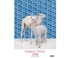 Animal House Kalender 2020 – DUMONT Tier-Kalender – Foto-Kunst – Poster-Format 49,5 x 68,5 cm