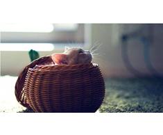 JFZJFZ DIY Leinwand Malerei Farbe nach Zahlen Erwachsene Blumen Tier- und Pflanzenkorb von Kätzchen 40x50cm