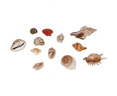 Echte Muscheln im Korb 600 bis 700 g - Deko Muscheln - Muschelmix - maritime Dekoration