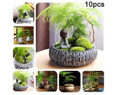 Feli546Bruce Spargelfarnsamen, 10 Stück Spargelfarnsamen Mehrjährige Kräuter Topf Bonsai Pflanze Hausgarten Dekor Spargel Setaceus Samen