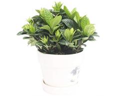 Qp-hp Spargel grüne Rettichpflanzen Topf Aloe reichen Baum Blumen Keramik Töpfe mit weißen Druckschale Büro Pflanzen Bonsai Wohnzimmer Balkon Gardenia + weiße Keramik Blumentopf