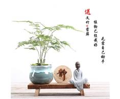 Powzz ornament Luftreinigungsanlagen für den Innenbereich, Topfpflanzen, Strahlenschutzblumen, Grünpflanzen und Töpfe, Der 01-Absatz (Spargel vergossen NO- Basis), mittelgroß und klein