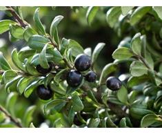 Löffel-Ilex Convexa - schwarze Frucht - Ilex crenata Convexa - Containerware 25-30 cm - Garten von Ehren®