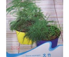 GEOPONICS 10seeds / bag Spargel Samen Samen Innen-Topf Samen Samen frische Luft Desktop