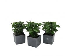 Dominik Blumen und Pflanzen, Zimmerpflanzen Kaffee-Set, 3 Kaffee-Pflanzen im anthrazit farbenen Scheurich Würfel-Umtopf, circa 14 x 14 x 14 cm, grün