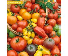 Tomasa Samenhaus- 50 Bio Zwerg-Tomate Primabell®Balkongemüse Saatgut Tomaten winterhart mehrjährig Gemüse Töpfe Gemüsesamen