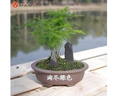 GEOPONICS Feder-Spargel Samen-Haupt Kleine boo boo Luck Seed fÃ¼r Heim-Topf Samen 30 Partikel/lot