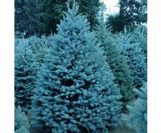 Raritäten Exotische Blau Feder-Spargel Samen 30Pcs, Chinesischer Stil Deko Bonsai Topf Pflanze Saatgut APargus Plumosus Baker Zimmerpflanzen Bring viel Glück mit