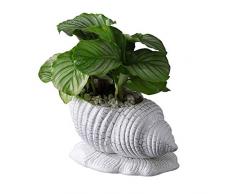 Bcaer European Style Keramik Blumentöpfe Sukkulenten Blumennatur Conch Flowerpot Dekoration Desktop Home Dekoration Conch Keramik-Glas, grüne Pflanze Fleisch Terrine