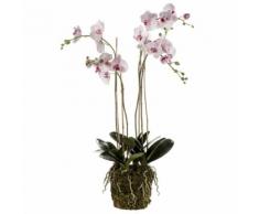 Emerald Kunstpflanze Phalaenopsis mit Moos Hellrosa 419149