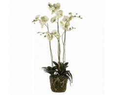 Emerald Kunstpflanze Phalaenopsis mit Moos Hellgrün 419148