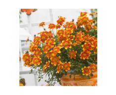 BCM Beet & Balkonpflanze »Bidens BeeDance«, 3 Pflanzen