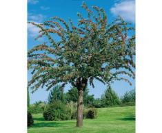 BCM Apfelbaum Cox orange, (1 St.), 150 cm Lieferhöhe grün Pflanzen Garten Balkon