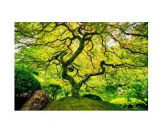 Home affaire Fototapete Japanese Maple Tree grün Fototapeten Tapeten Bauen Renovieren