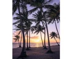 Komar Fototapete Palmtrees on Beach 200/250 cm, bunt, bunt