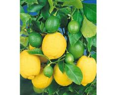 BCM Obstbaum Zitronen-Stämmchen grün Obst Pflanzen Garten Balkon