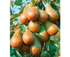 BCM Obstbaum Birne U-Form weiß Obst Pflanzen Garten Balkon