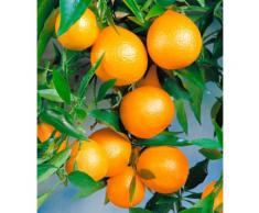 BCM Obstbaum Zitrusbaum Clementinen-Stämmchen weiß Obst Pflanzen Garten Balkon