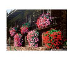 BCM Balkonpflanze Geranie hängend rosa Balkonpflanzen Pflanzen Garten Balkon