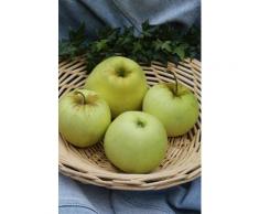 BCM Obstbaum Apfel Gold Sensation, Säulenform, Höhe: 80 cm grün Obst Pflanzen Garten Balkon