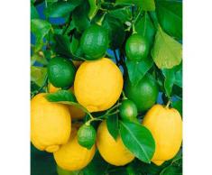 BCM Obstbaum Zitrone, 40 cm Lieferhöhe weiß Obst Pflanzen Garten Balkon