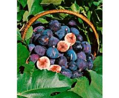 BCM Obstpflanze Feigenbaum, (1 St.), blau Obst Pflanzen Garten Balkon