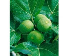 BCM Obstpflanze Feigenbaum, grün Obst Pflanzen Garten Balkon