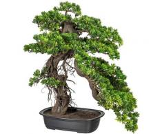 Creativ green Kunstbonsai Bonsai Podocarpus (1 Stück) grün Künstliche Zimmerpflanzen Kunstpflanzen Wohnaccessoires