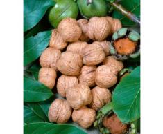 BCM Obstbaum Walnuss grün Obst Pflanzen Garten Balkon