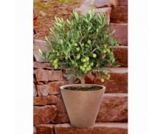 BCM Obstbaum Olivenbaum, Ministamm grün Obst Pflanzen Garten Balkon