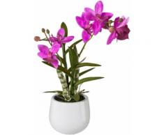 Creativ green Kunstpflanze (1 Stück) rosa Kunstorchideen Kunstpflanzen Wohnaccessoires