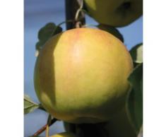 BCM Obstbaum Apfel Bella Bionda Patrizia, 150 cm Lieferhöhe gelb Obst Pflanzen Garten Balkon