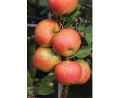 BCM Obstbaum Apfelbaum Elstar, 150 cm Lieferhöhe grün Obst Pflanzen Garten Balkon