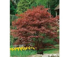 BCM Gehölze Roter Fächerahorn Atropurpureum rot Ziergehölze Pflanzen Garten Balkon