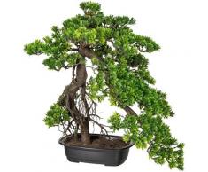 Creativ green Kunstbonsai Bonsai Podocarpus (1 Stück) grün Künstliche Zimmerpflanzen Kunstpflanzen Wohnaccessoires