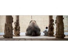 Deco-Glas Bild - Elefant 80 x 30 cm