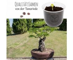 Bonsai Starter Kit Tamarinde Grow2Go