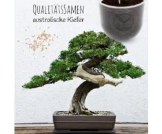 Bonsai Starter Kit Australischen Kiefer Grow2Go