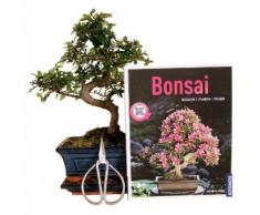 Bonsai Anfänger-Set - chinesische Ulme