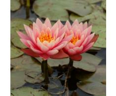 Seerose Aurora, kupfer, im ca. 11 cm-Topf