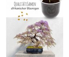 Bonsai Starter Kit Afrikanischer Blauregen Grow2Go