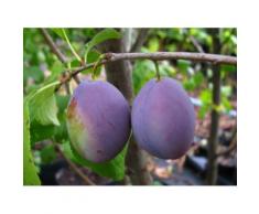 Hauszwetsche, Obstbaum, Prunus domestica, winterhart, selbstfruchtend, bis 4,5 m Wuchshöhe