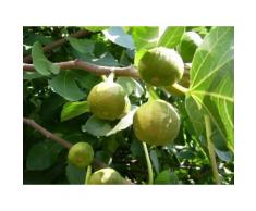 Feigenbaum »Pfälzer Fruchtfeige«, selbstfruchtend, mehrjährig, 40 bis 60 cm Lieferhöhe