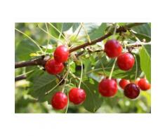 Sauerkirsche »Achat«, Obstbaum, wurzelecht, winterhart, mehrjährig, selbstfruchtbar