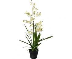 Kunstpflanze Orchidee, Creativ green, Höhe 75 cm