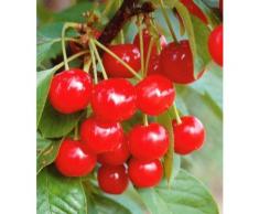BCM Süßkirschenbaum »Große schwarze Knorpel«